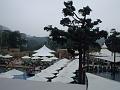 BanyanTree03